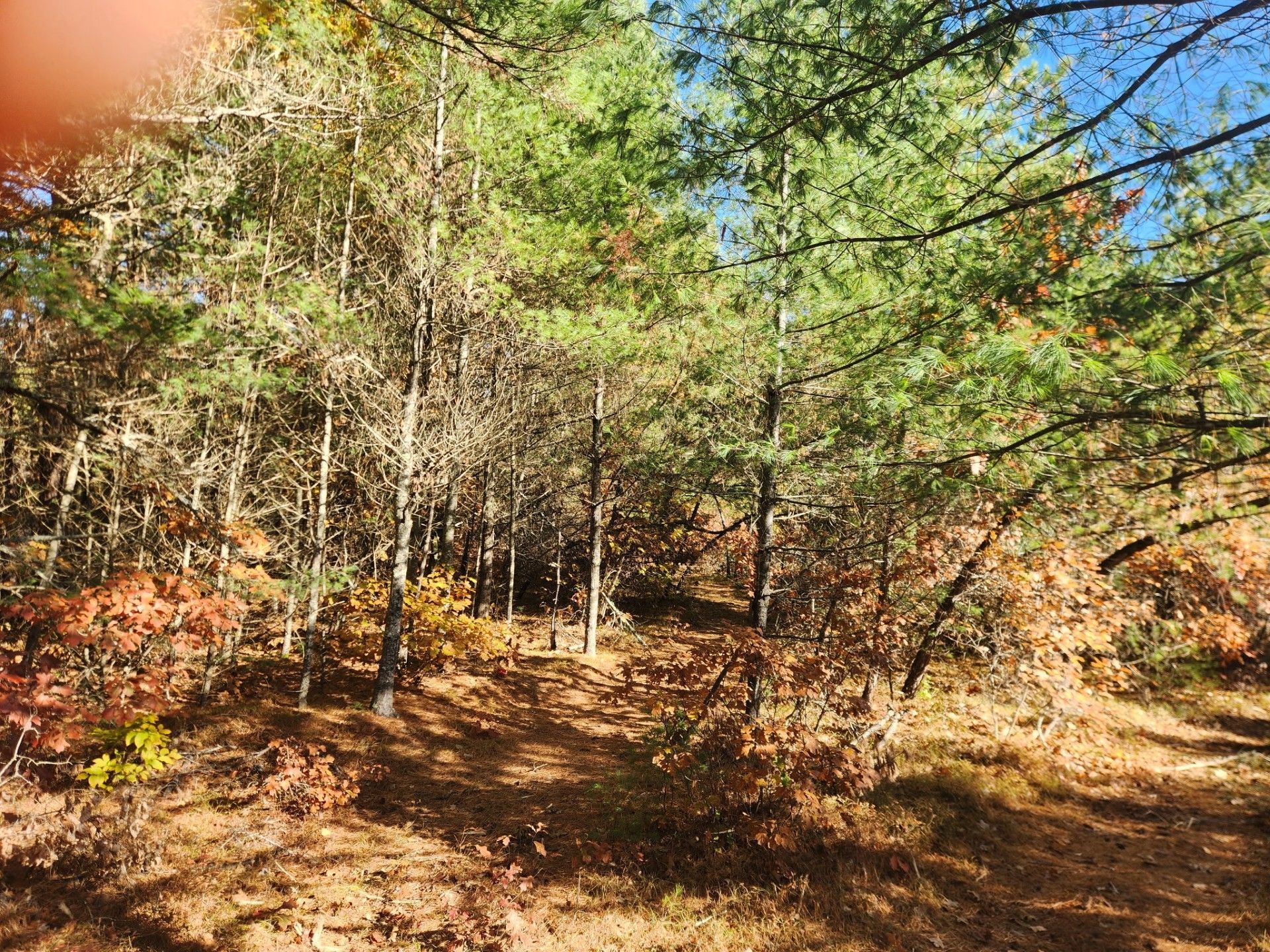 Forest scene with tall trees, fallen leaves, and patches of sunlight.