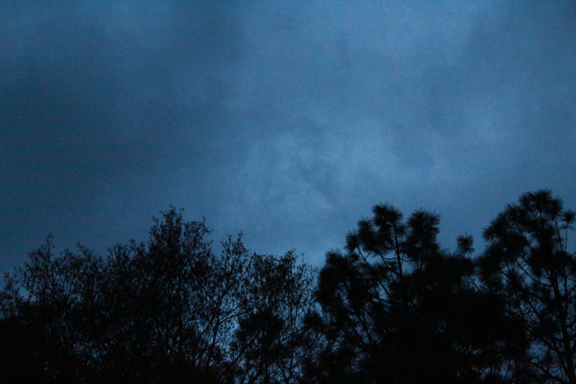 Los árboles se recortan contra un cielo nublado por la noche.