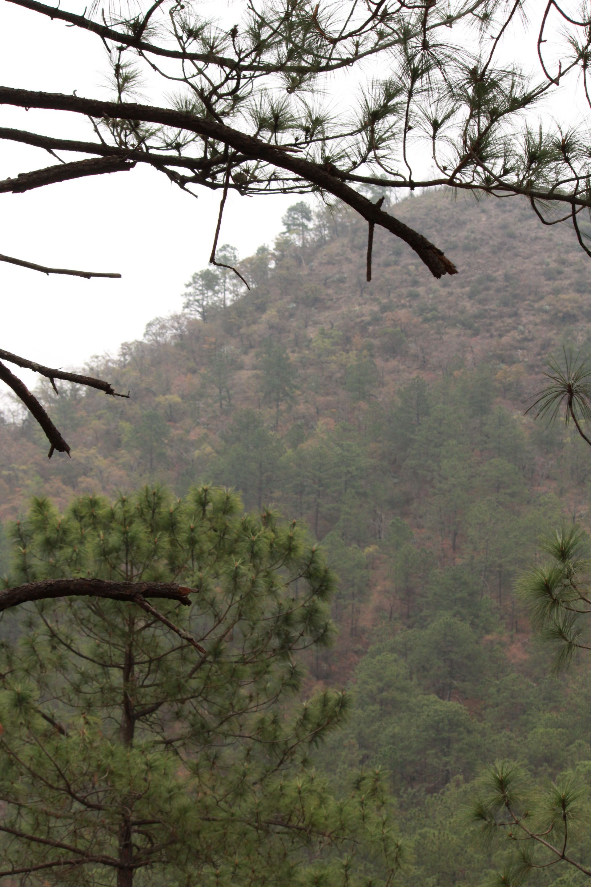 Un bosque con árboles y una montaña al fondo