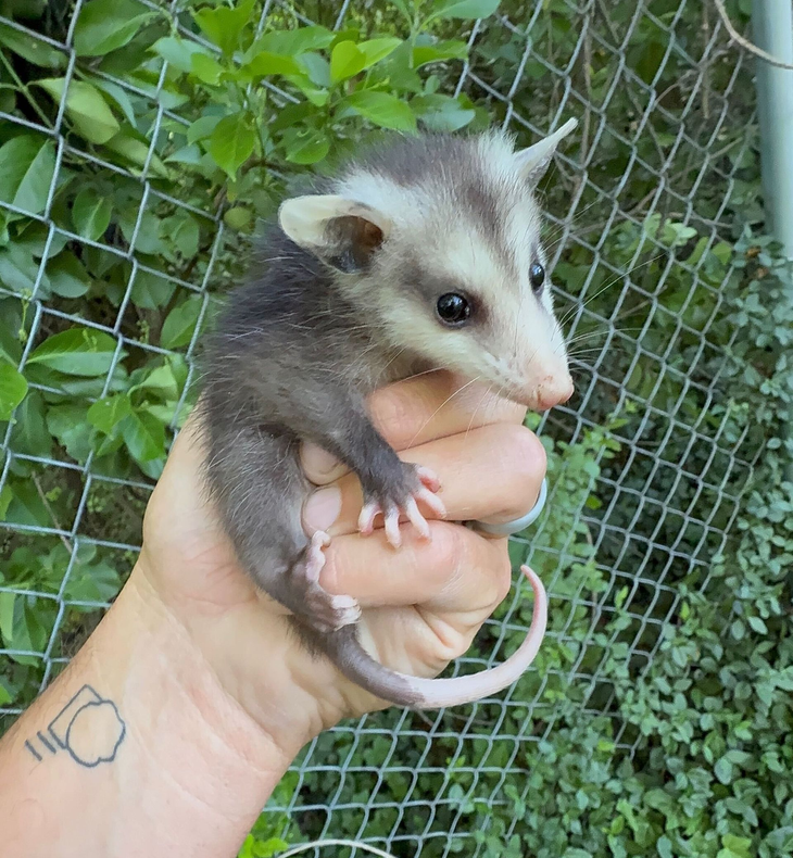Small opossum being held in a hand near a wire fence and green foliage