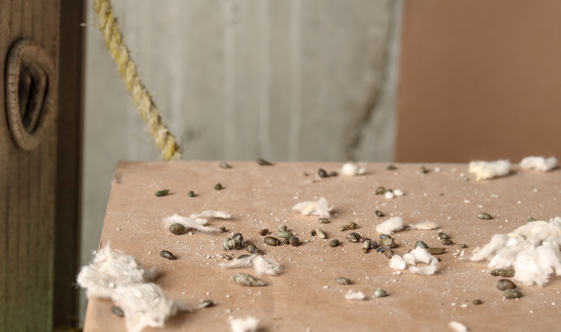 A close up of a piece of wood with rat droppings on it.