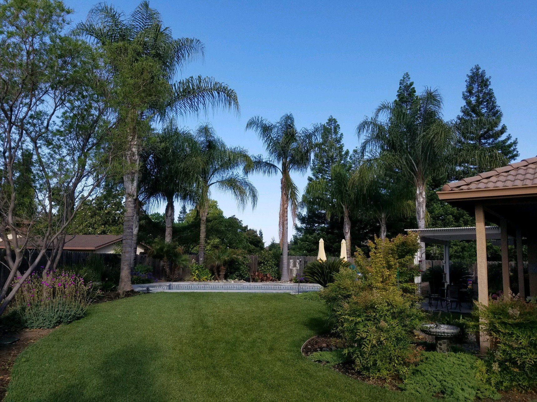 Tree Services Gallery | Central Valley Landscape & Tree