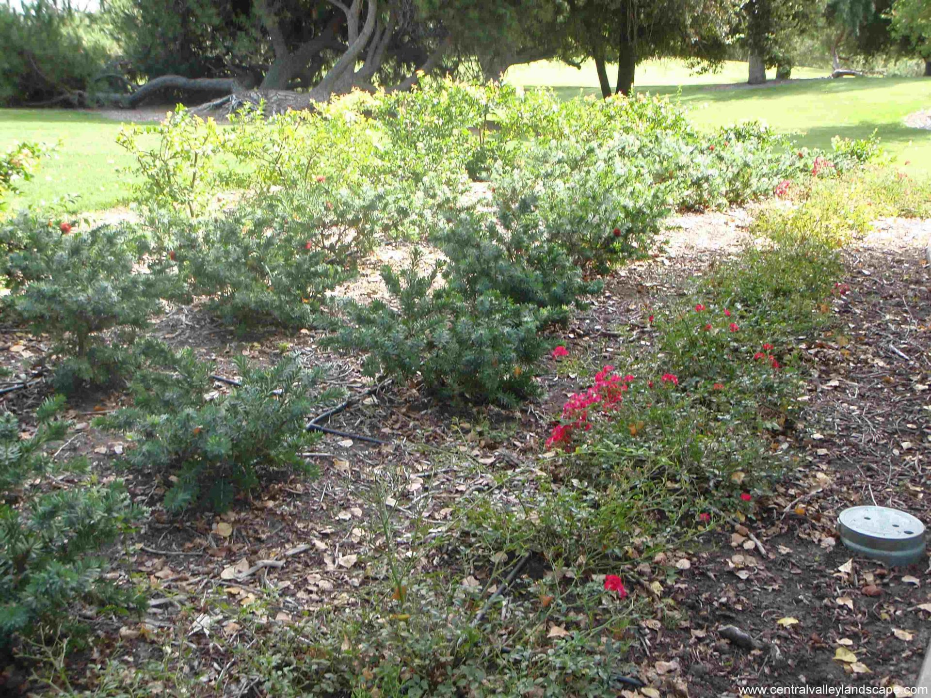 Lawncare