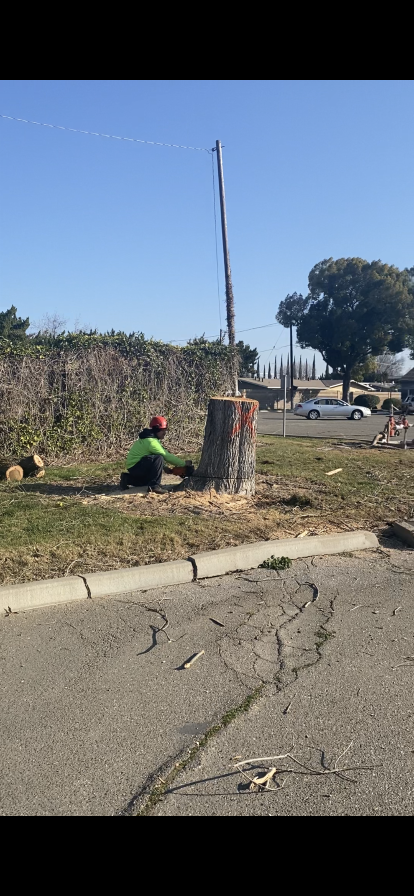 Stump Removal