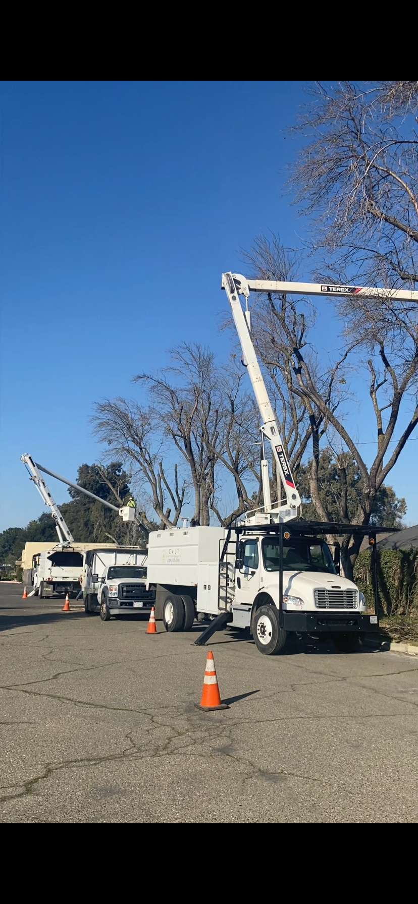 Tree Removal