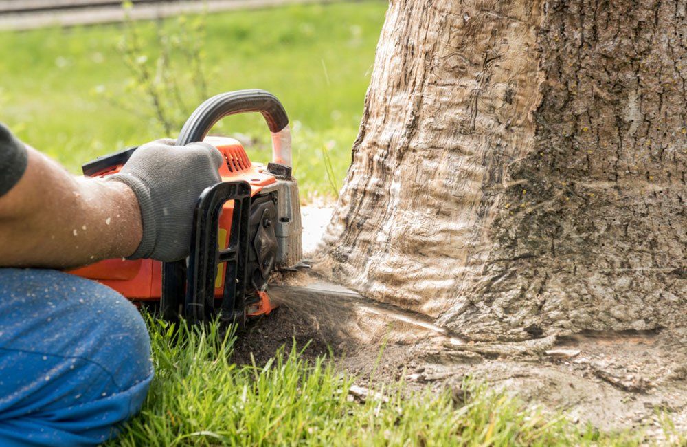 Tree Removal