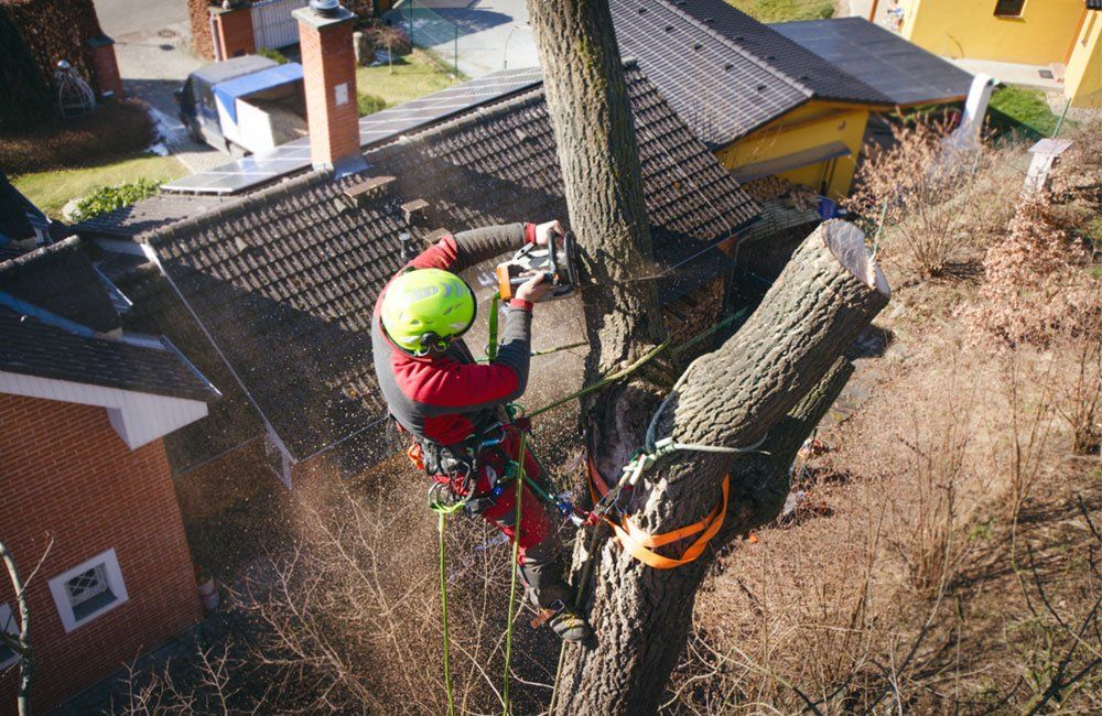 Tree Removal