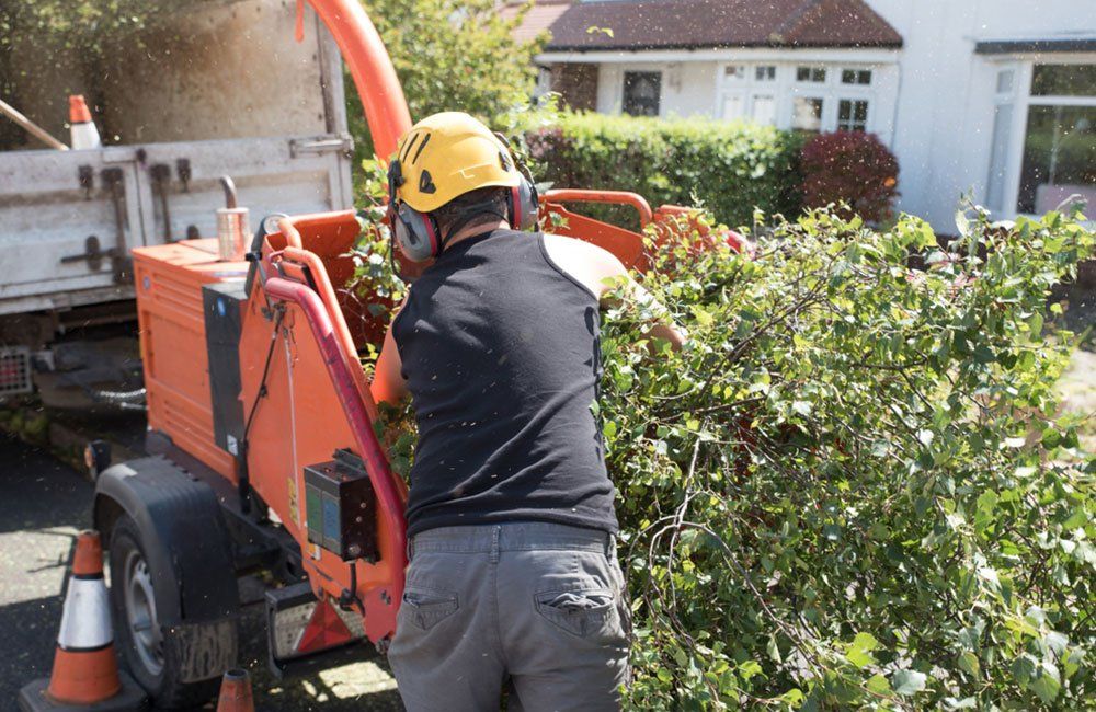 Tree Trimming