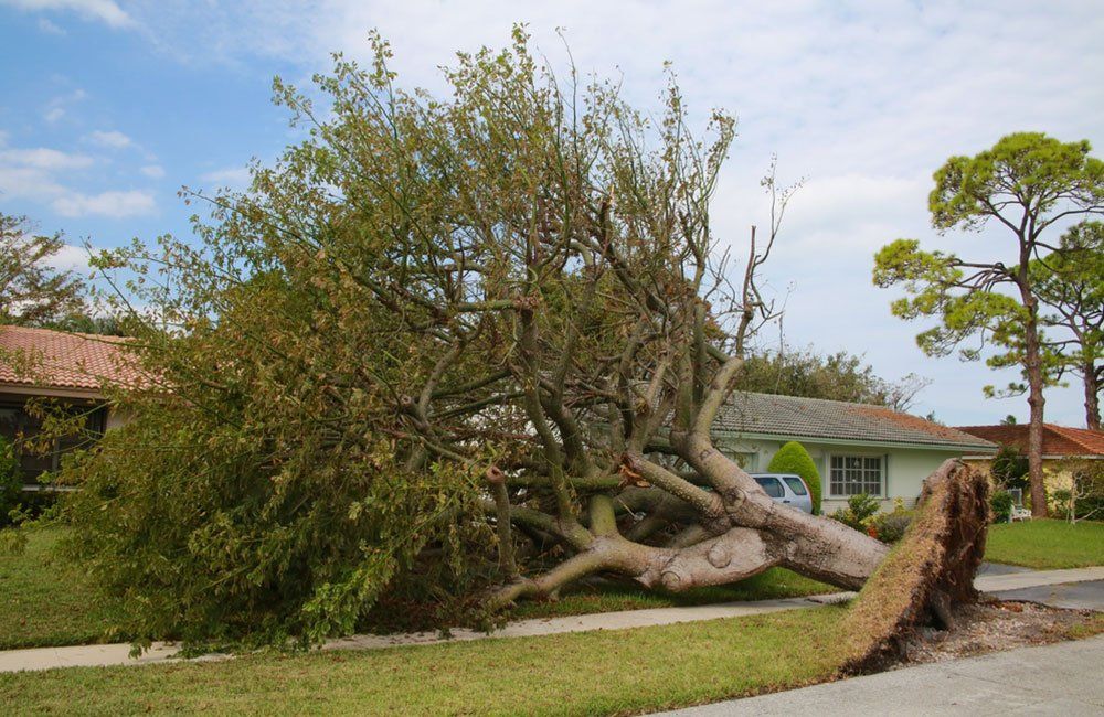 Ceres Emergency Tree Service