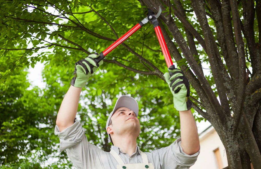 Tree Removal Service Near Me