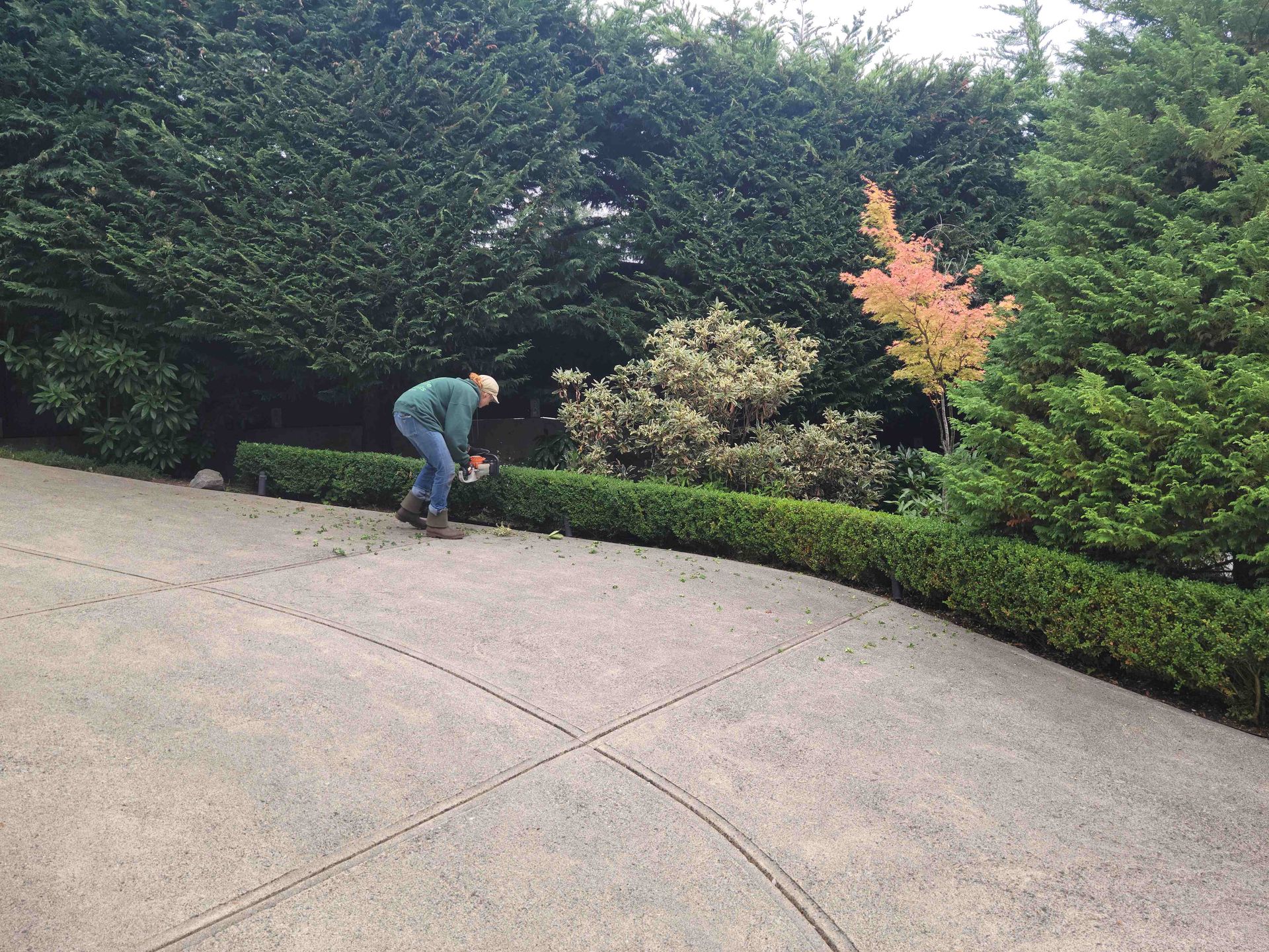A person standing on a ladder trimming a shrub
