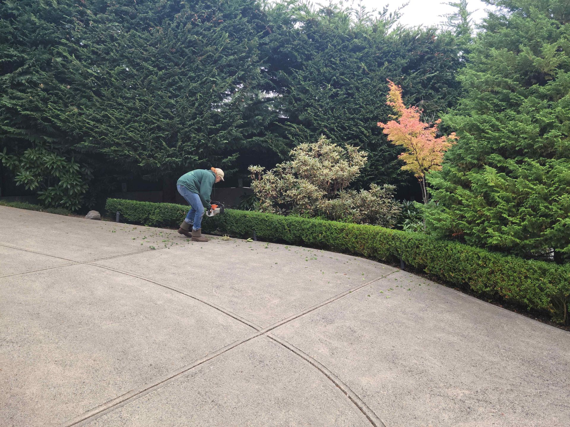 A person is cutting a hedge with a hedge trimmer.