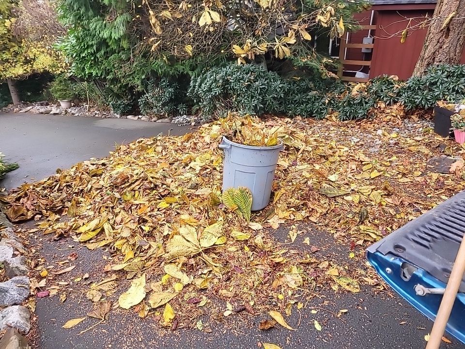 Pile of fallen yellow leaves next to a gray trash can on a driveway.