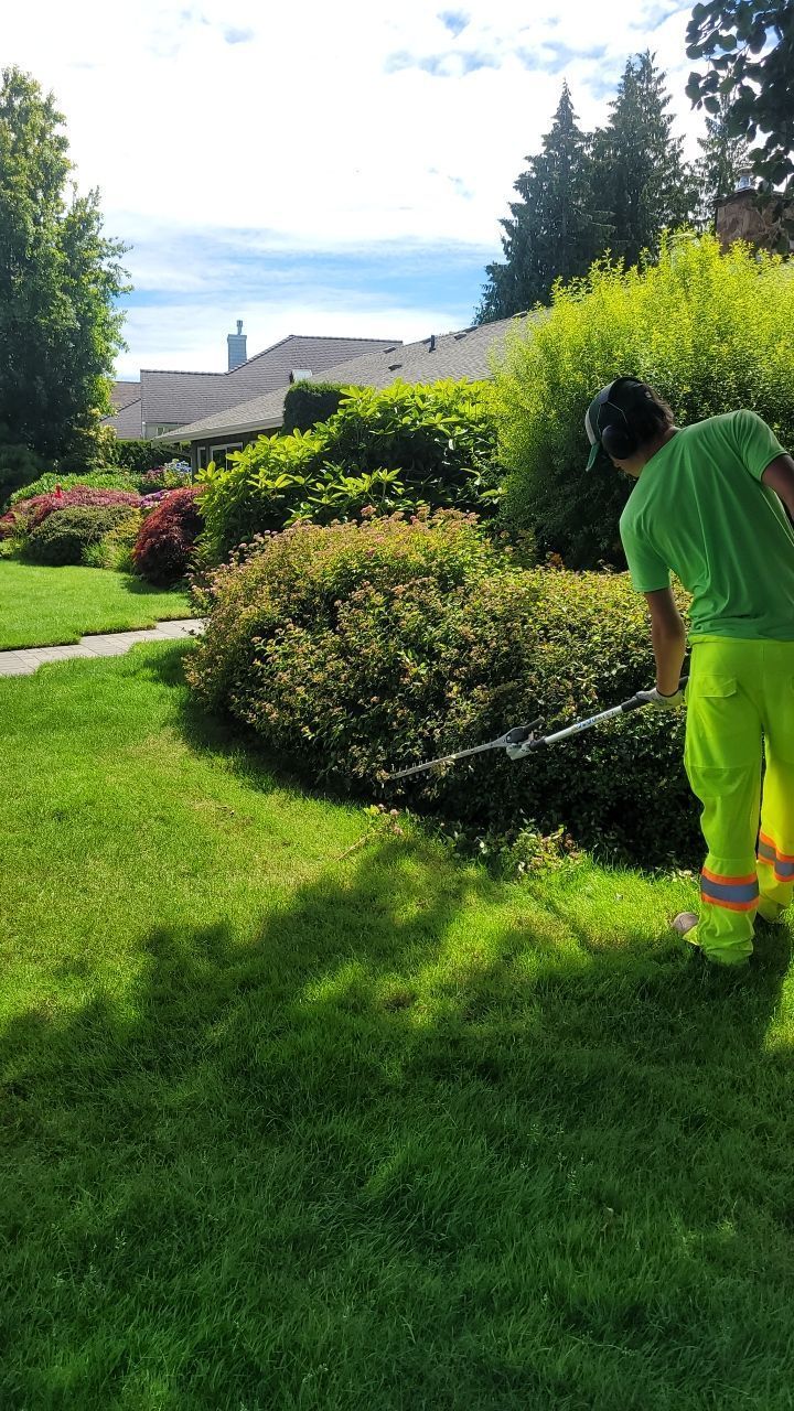 A person standing on a ladder trimming a shrub