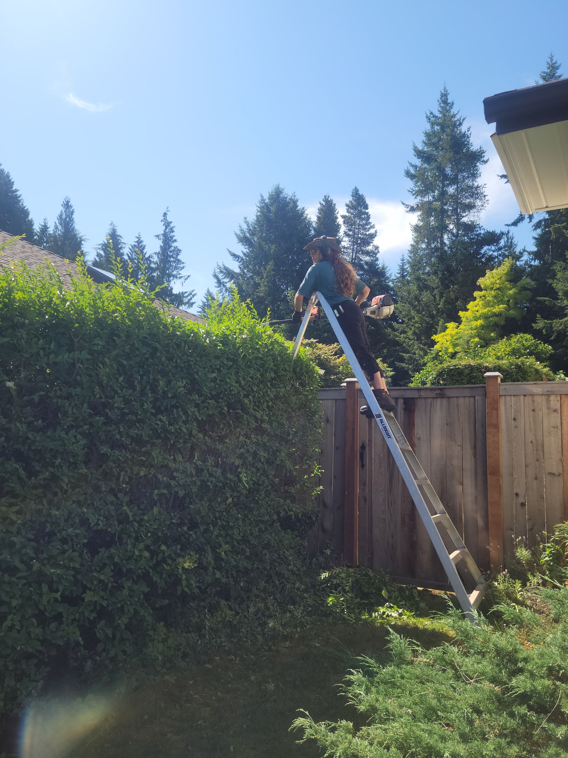 A woman on a ladder is trimming a hedge