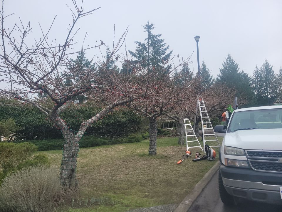 tree pruning