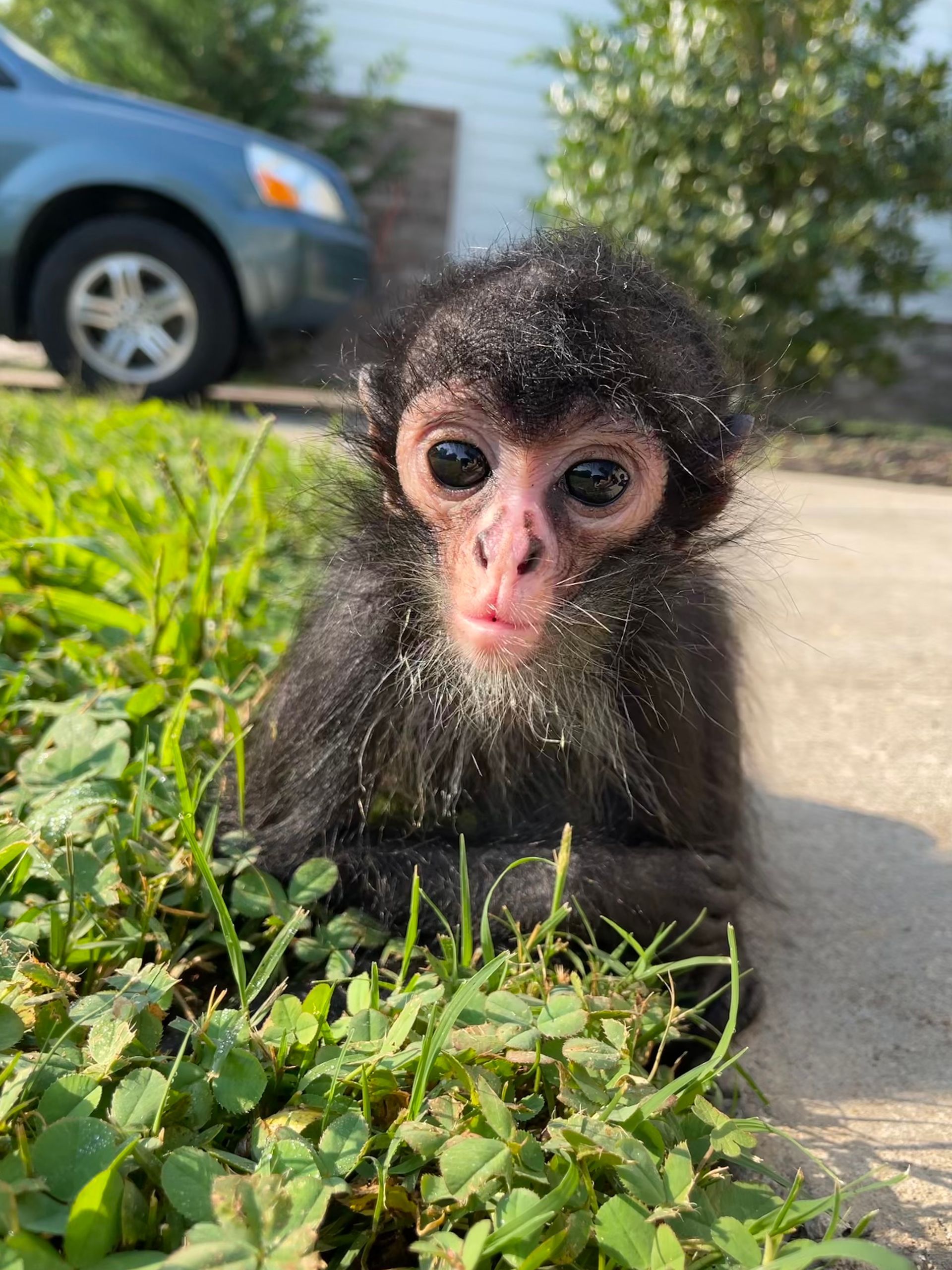 What to Do If You Encounter a Wild Animal - Featured Image