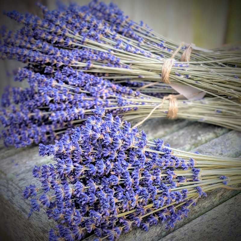 Wholesale Bulk Lavender