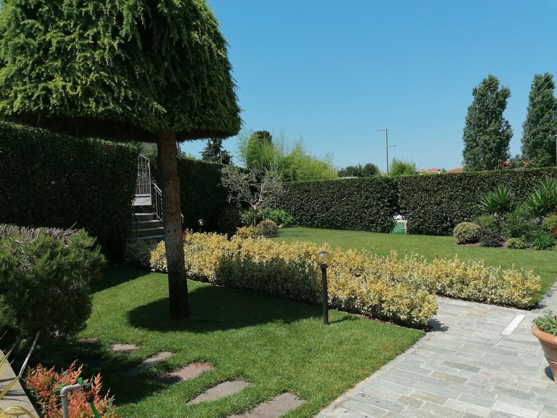 giardino rigoglioso con albero potato