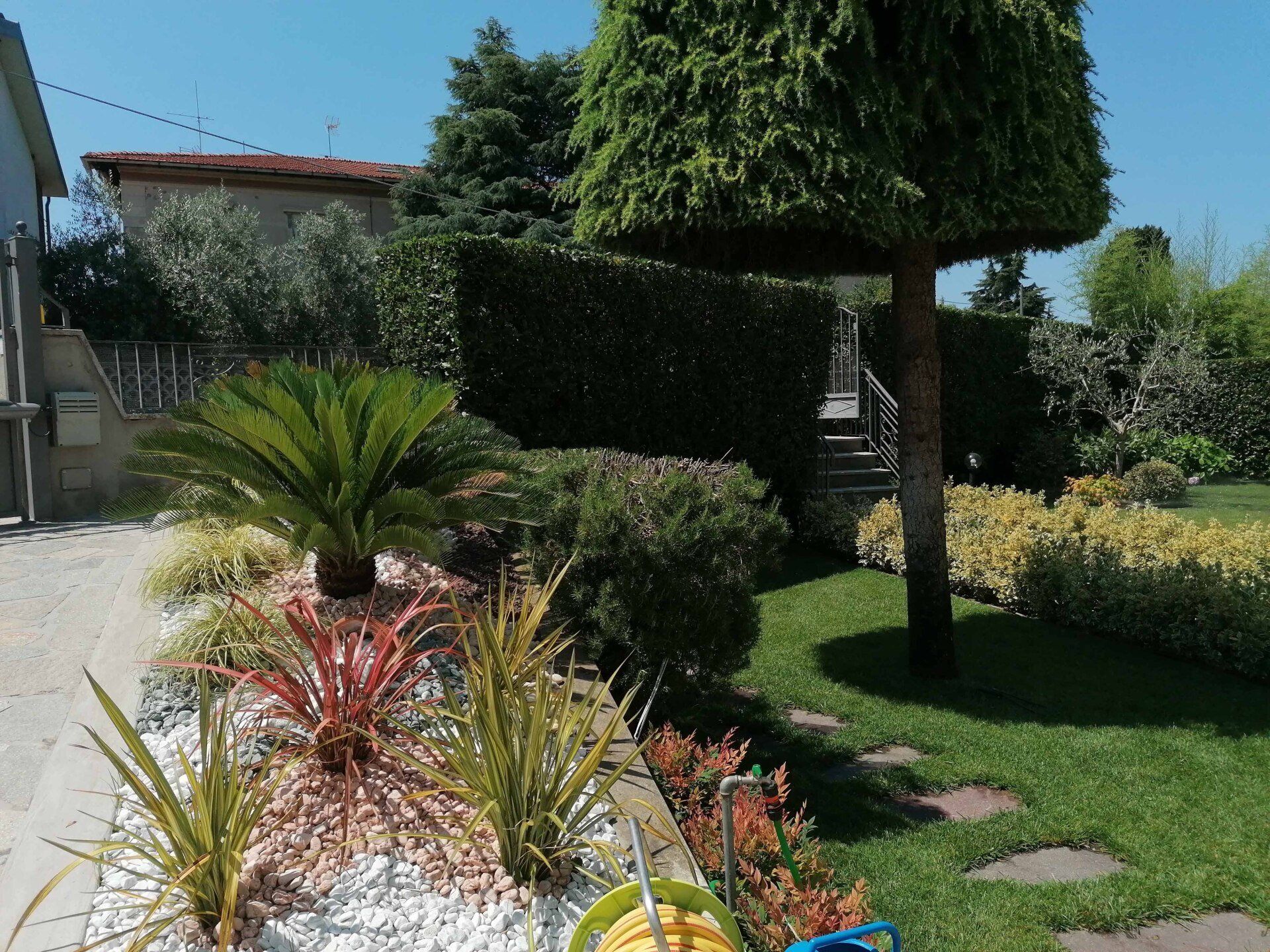 giardino con palme