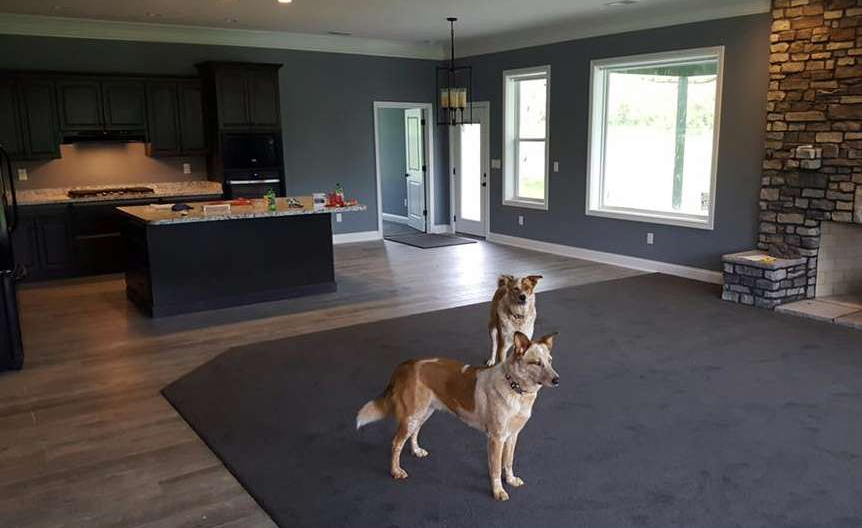 Two dogs stand on a dark rug in a spacious, open-concept home with dark grey walls, a kitchen island, and a stone fireplace.
