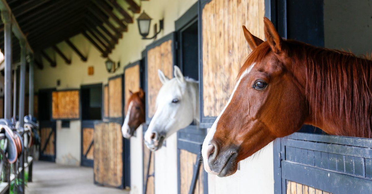 The interior of a barn with several stalls set up in a row. Three brown and white horses look out over wooden stable doors.