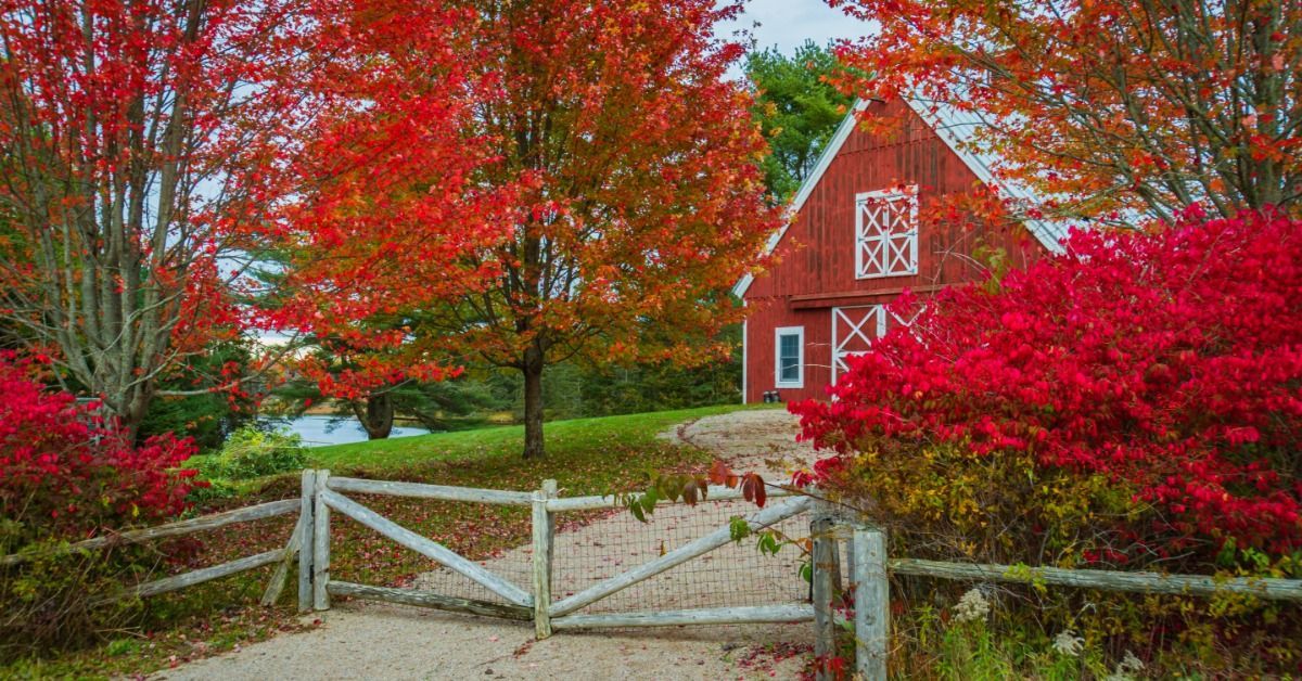 A bright red barn near a driveway, trees, grass, and vivid red autumn foliage beneath a clear blue sky.