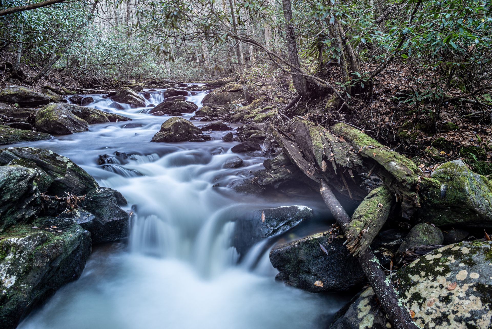 Rushing water cascades over rocks in a wooded stream. Trees line the banks, moss covers rocks.