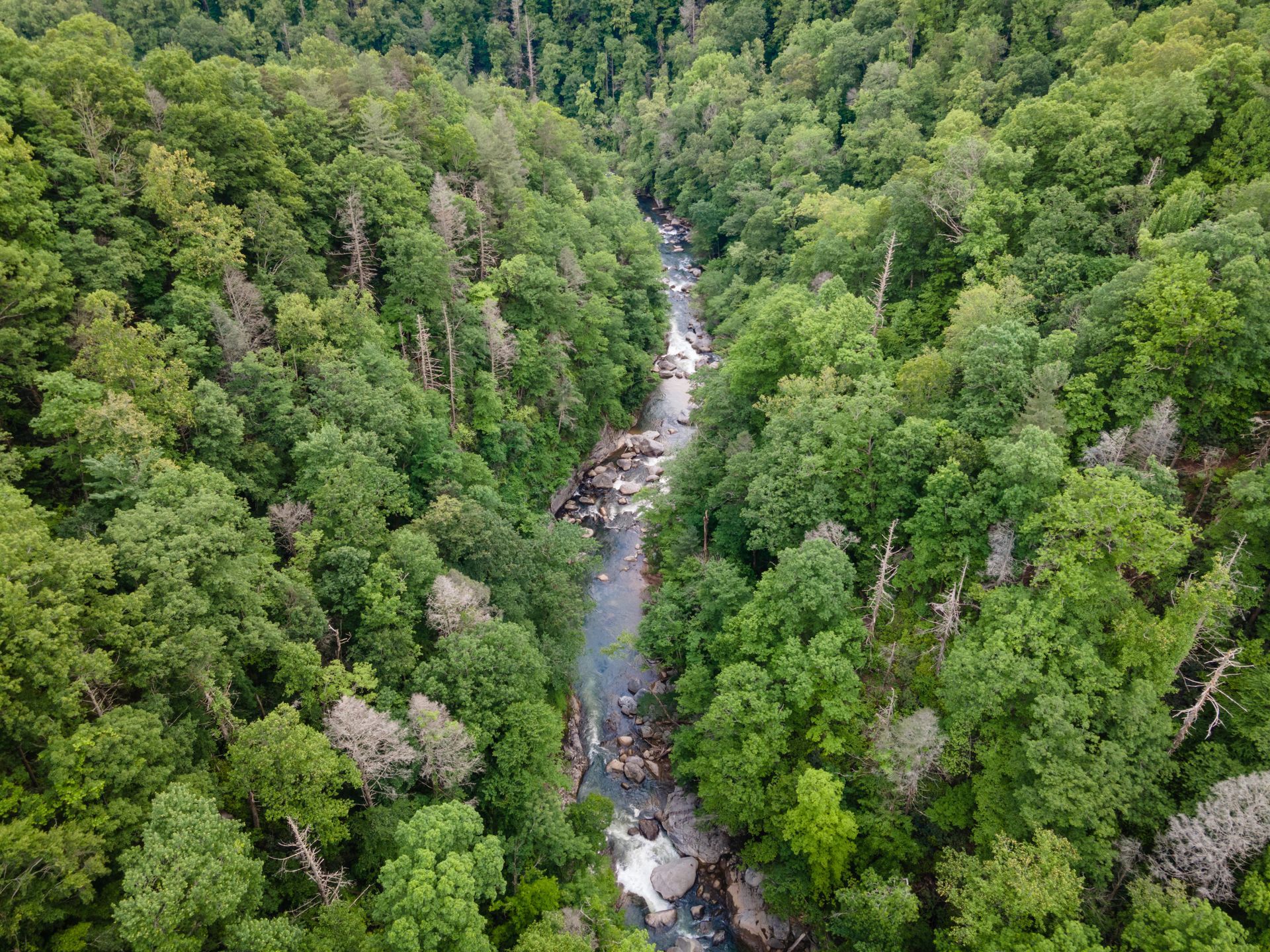 Aerial view of a river winding through a lush green forest.
