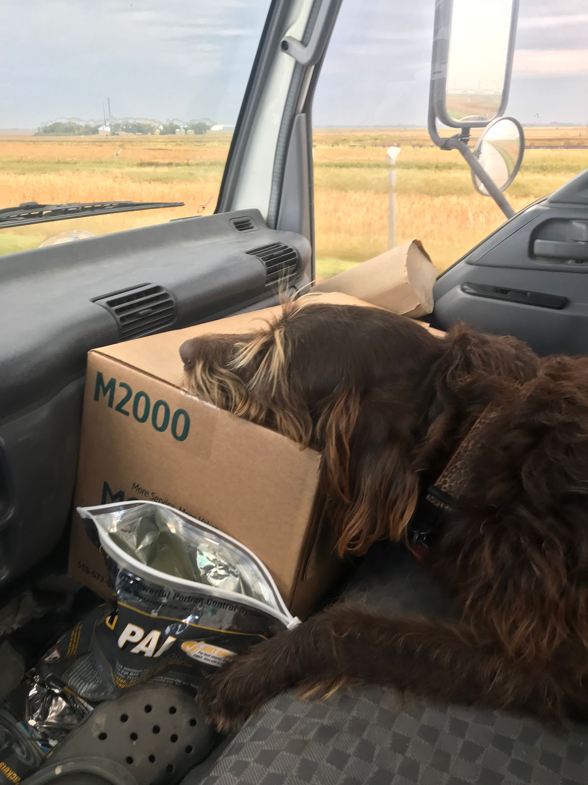 Service Dog 