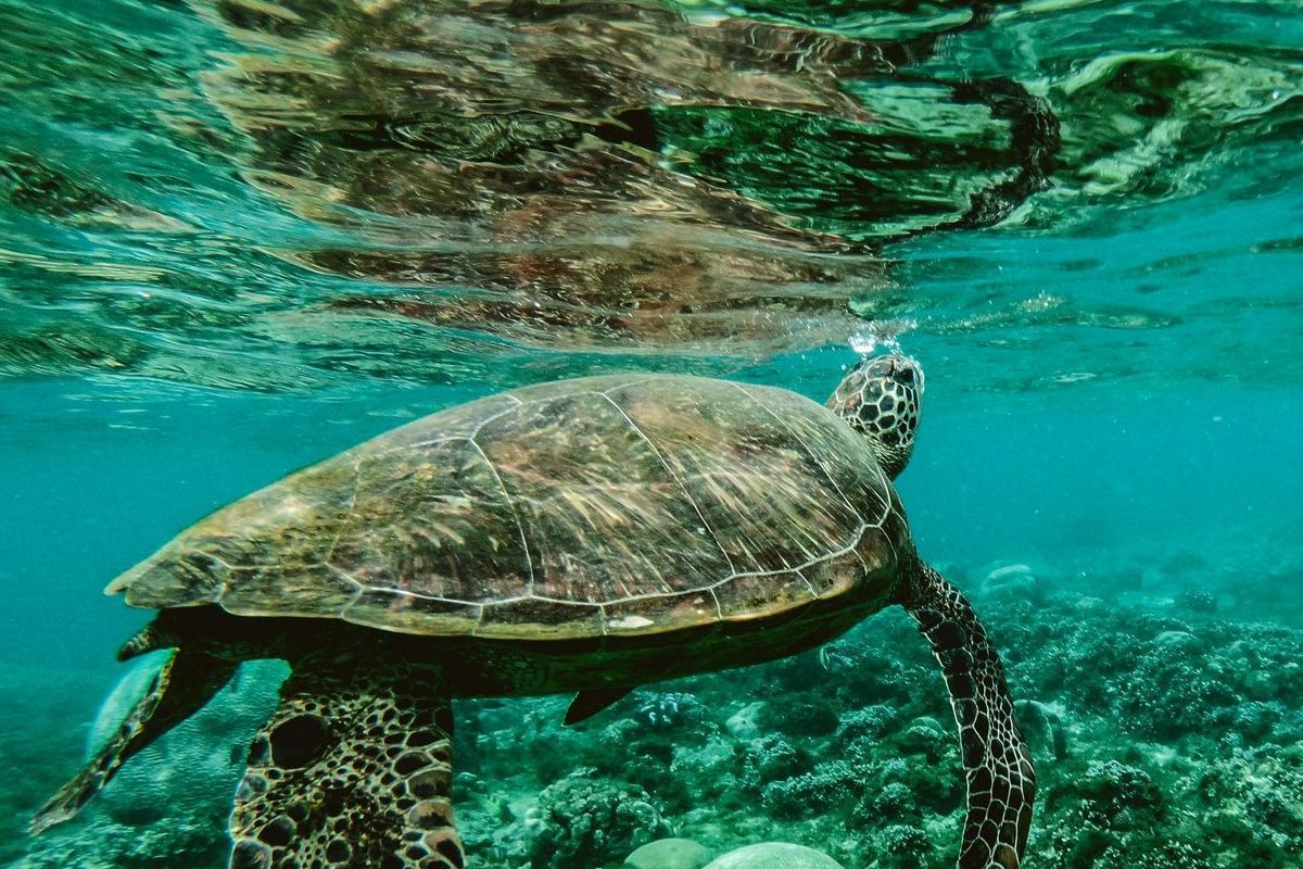 hawaiian sea turtle surfacing in ocean