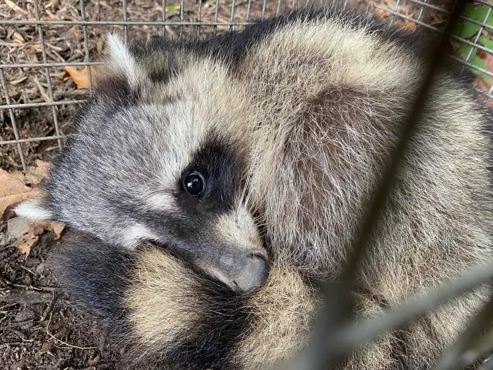 A raccoon is laying down in a cage and looking at the camera.