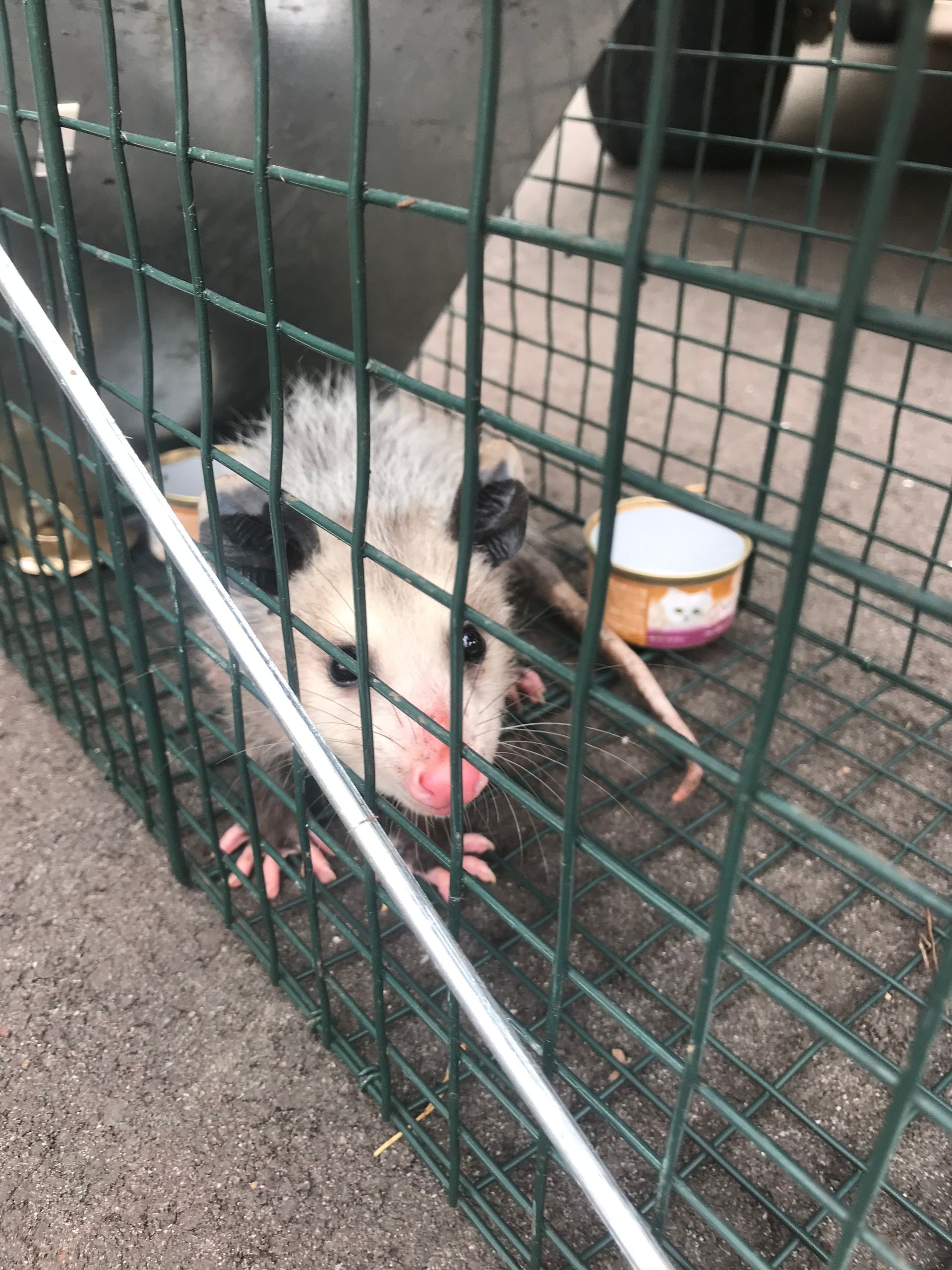 An opossum is sitting in a cage with a bowl of food.