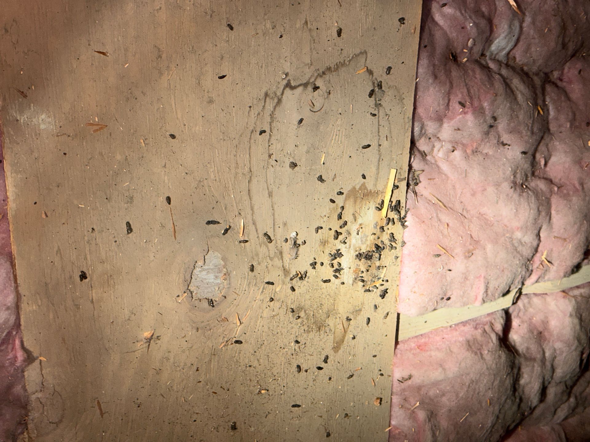 A close up of a piece of cardboard with a lot of bugs on it.