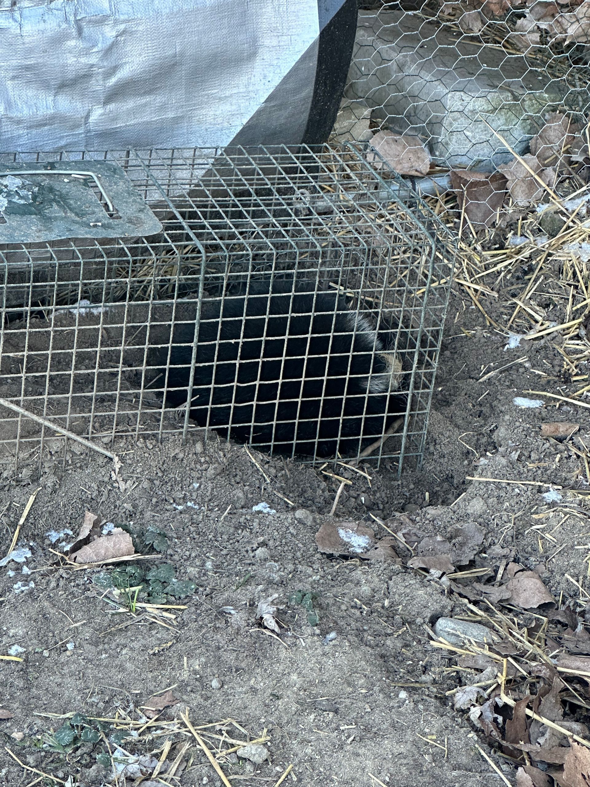 A metal cage is sitting in the dirt next to a hole in the ground.