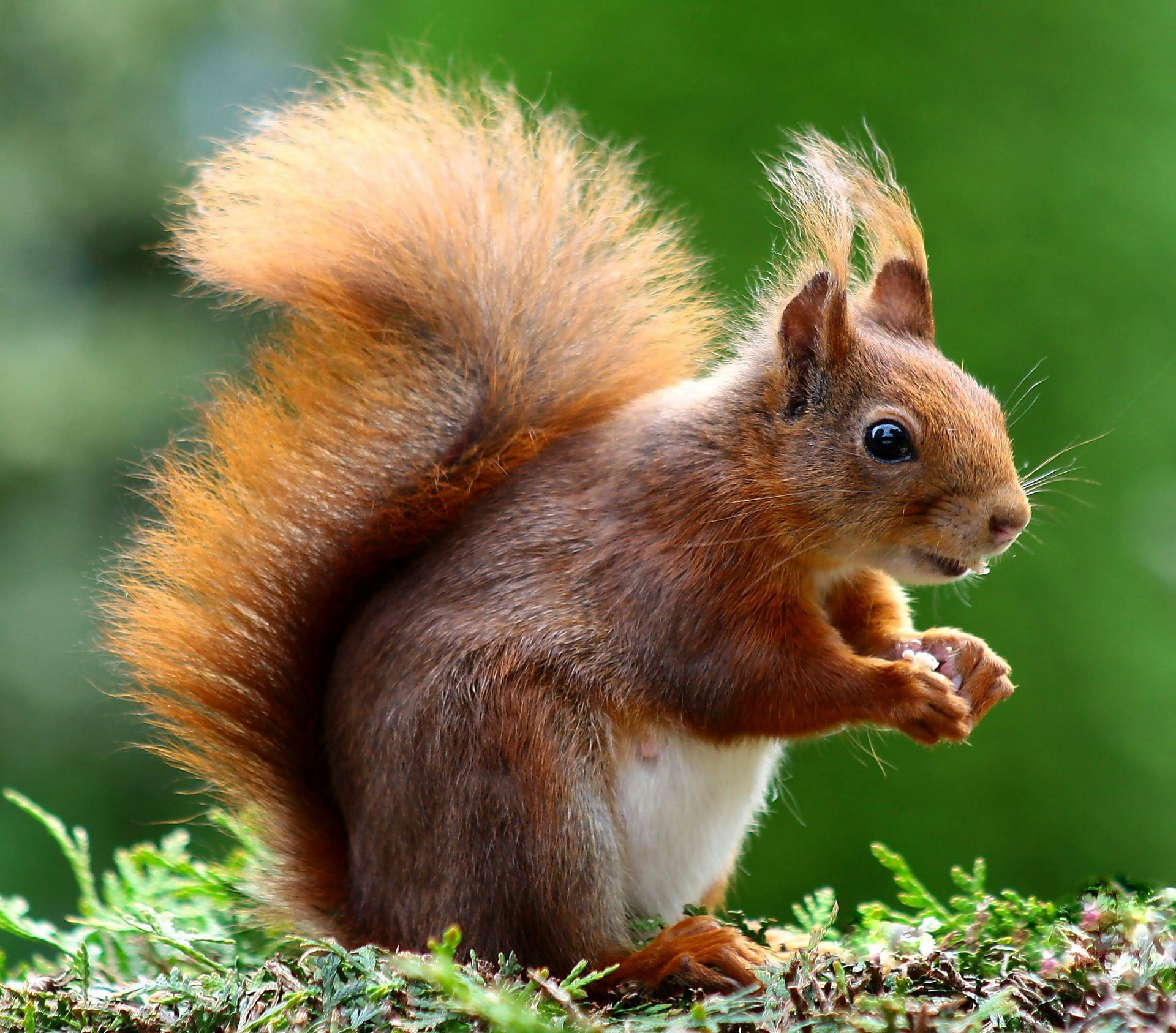 A squirrel with a long tail is standing in the grass