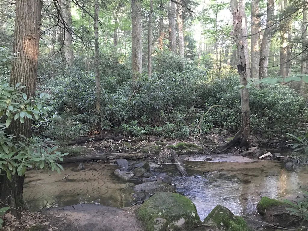 A small stream in the middle of a forest surrounded by trees and rocks.