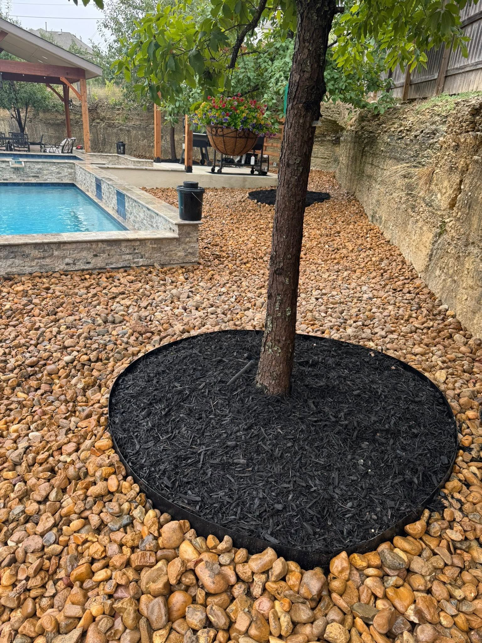 Backyard tree beside a pool, surrounded by black mulch and tan gravel.