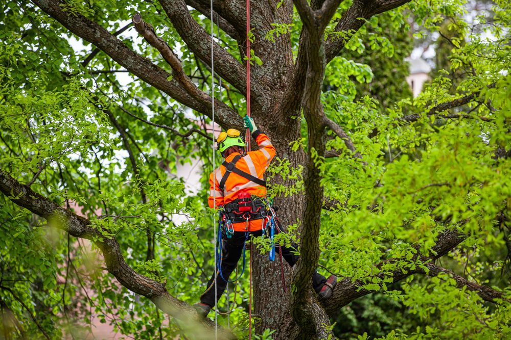 Arborist in orange safety gear climbing a tree with ropes in a leafy park