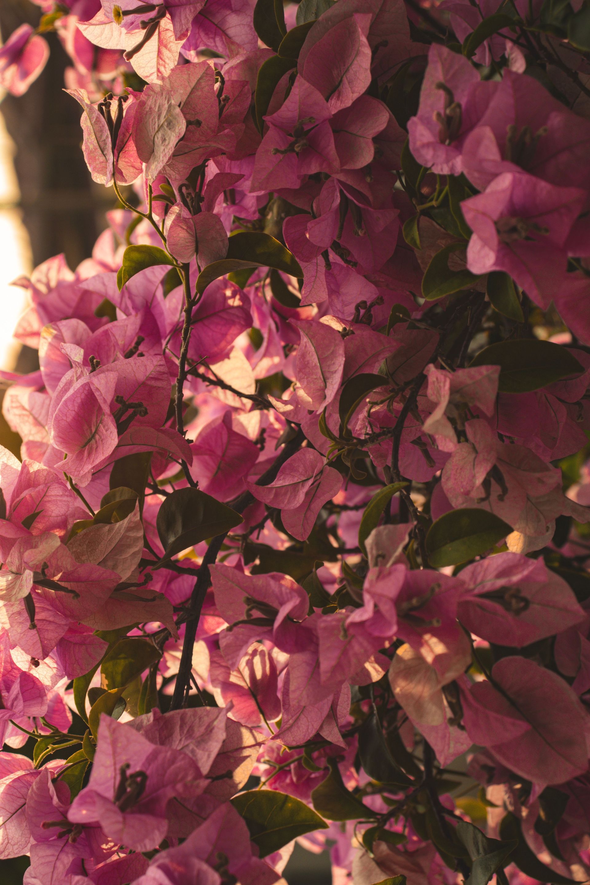Pink bougainvillea blossoms and green leaves lit by warm sunlight