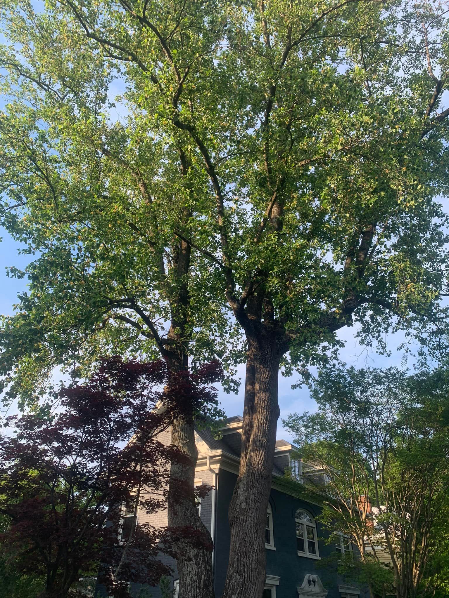 emergency tree removal company, tree trimming, tree pruning, stump grinding, stump removal, tree care specialists, land clearing company, turner's tree service