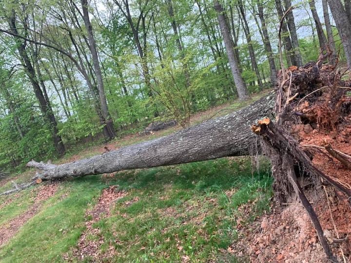 emergency tree services in midlothian, fallen trees, storm damage cleanup, remove trees from power lines