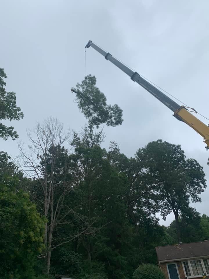 tree cranes, large tree work, chestfield va arborists
