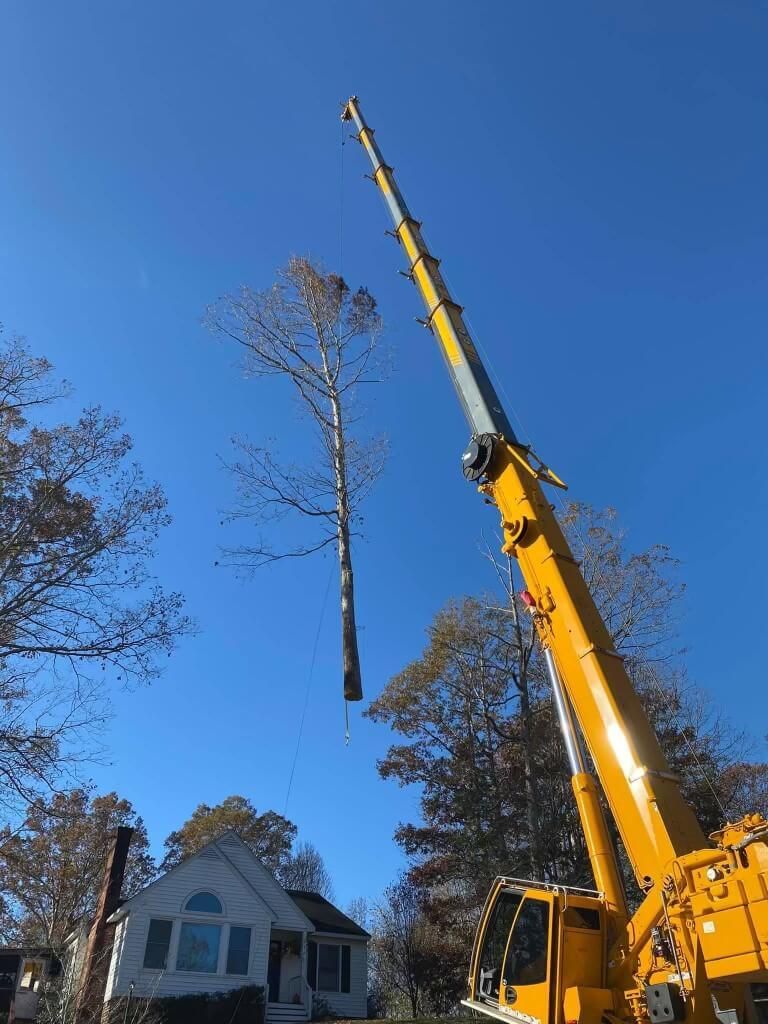 tree removal with crane, tree crane services, large tree removal with cranes