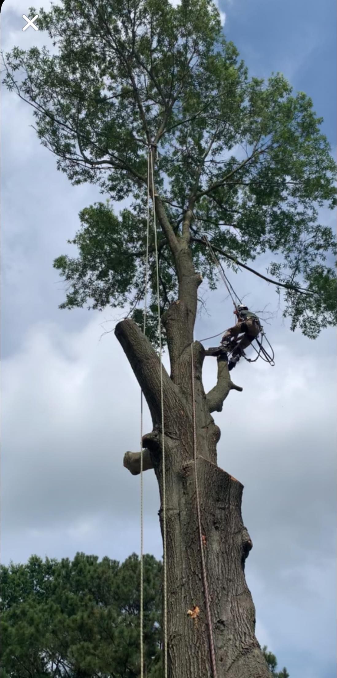 arborist in harness removing sections of a large tree in midlothian, va