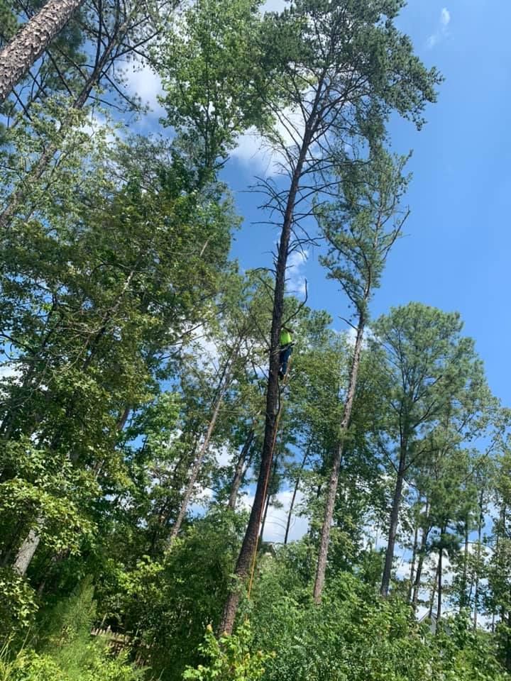 emergency tree removal company, tree trimming, tree pruning, stump grinding, stump removal, tree care specialists, land clearing company, turner's tree service