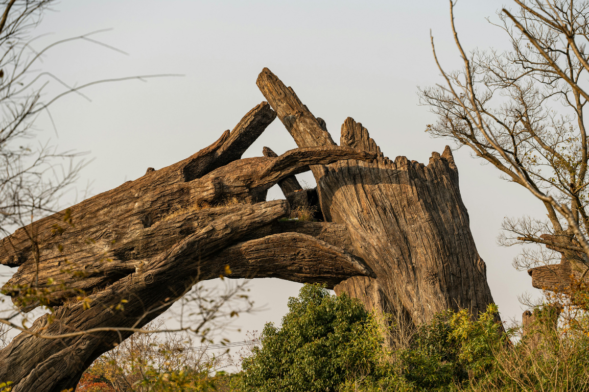 Large fallen tree with broken branches after a storm