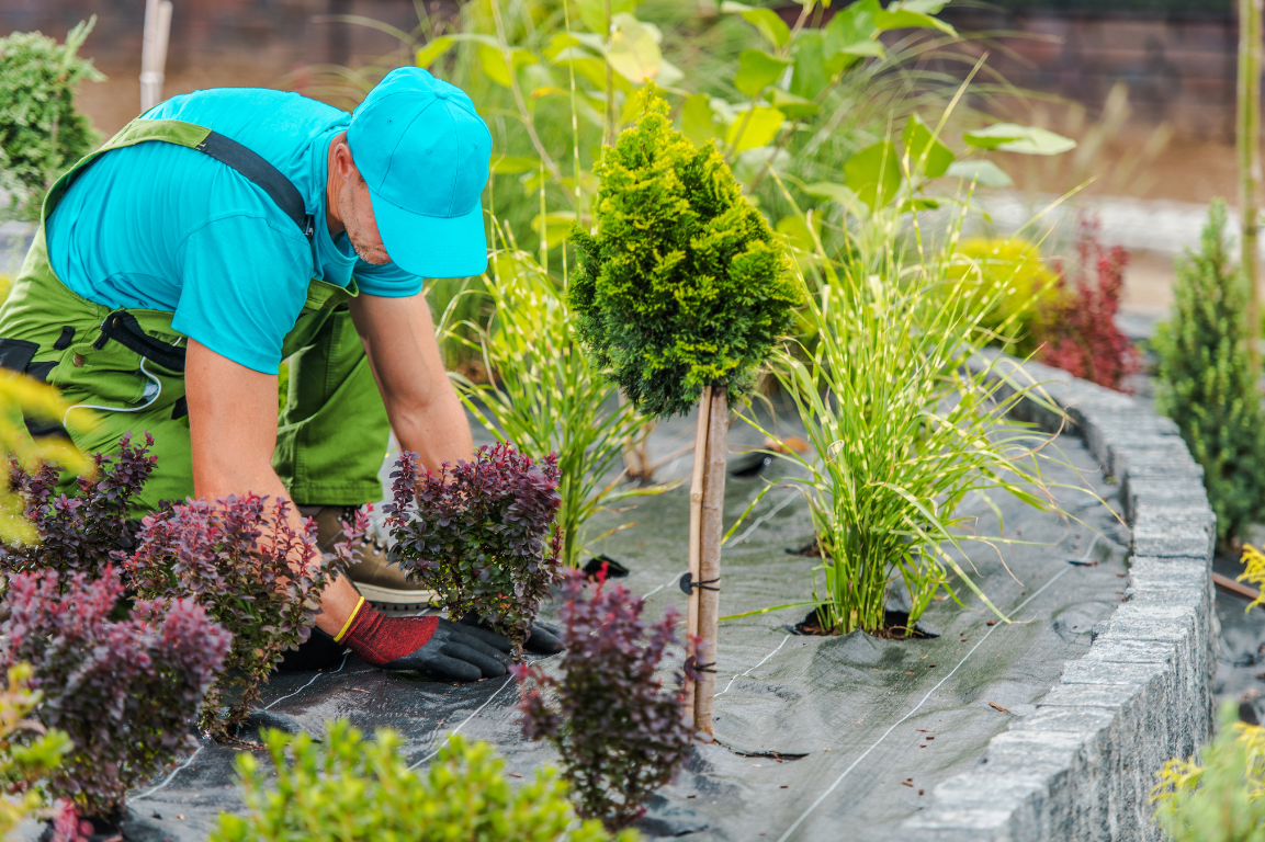Gardener planting colorful shrubs and ornamental plants beside a stone-edged garden bed during landscaping work