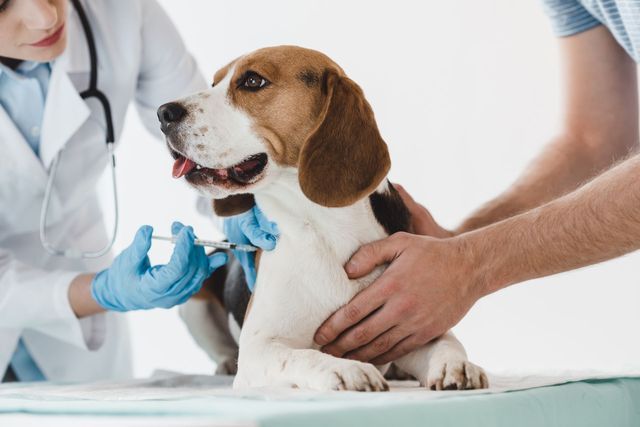 Ultrasounds — Johnson City, NY — Johnson City Veterinary Hospital