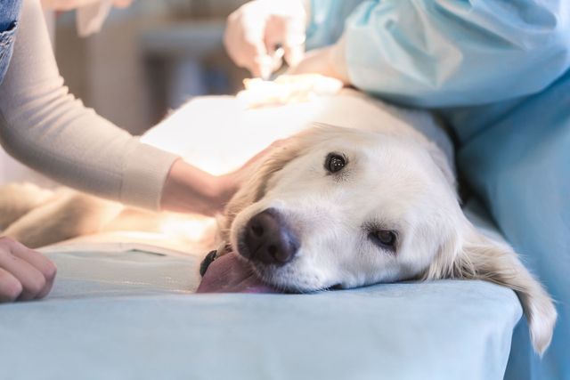 Surgery — Johnson City, NY — Johnson City Veterinary Hospital